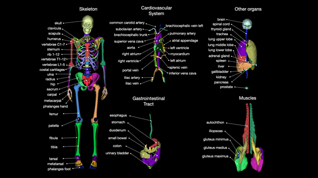 Organs on a CT